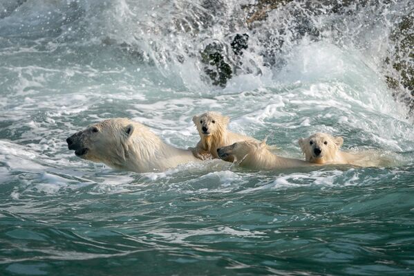 Белые медведи в Чукотском море - Sputnik Азербайджан
