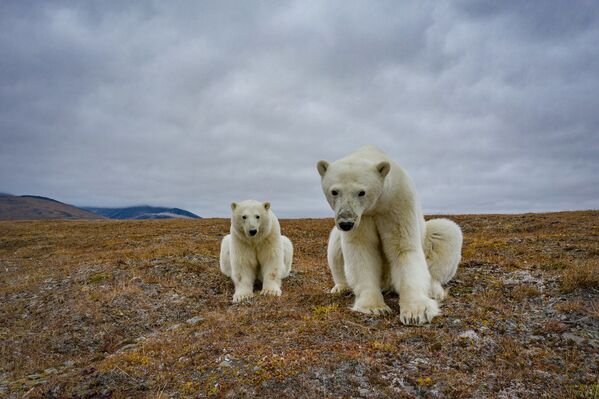 Белые медведи на заброшенной метеостанции на острове Колючин в Чукотском море - Sputnik Азербайджан