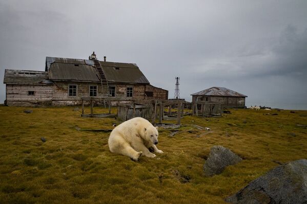 Белый медведь на заброшенной метеостанции на острове Колючин в Чукотском море - Sputnik Азербайджан