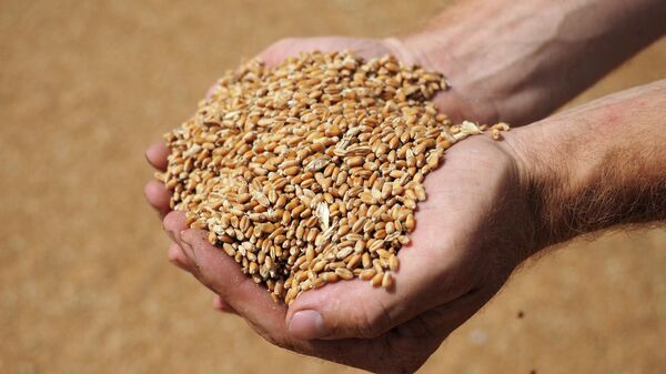 Зерна пшеницы, фото из архива - Sputnik Азербайджан