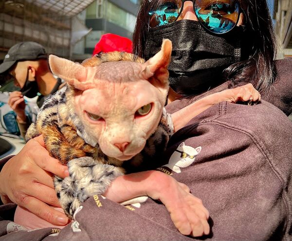 Кошка на руках своей хозяйки в Гонконге, Китай. - Sputnik Азербайджан