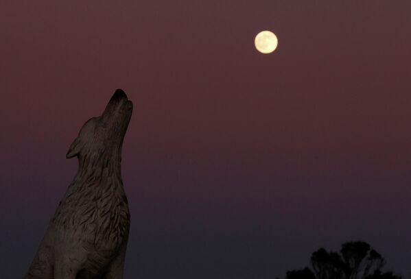 Полная луна, известная как &quot;Волчья луна&quot;, поднимается над статуей волка в Ханстентоне, Великобритания. - Sputnik Азербайджан