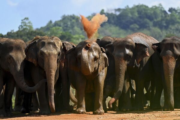 Стадо слонов на Шри-Ланке. - Sputnik Азербайджан