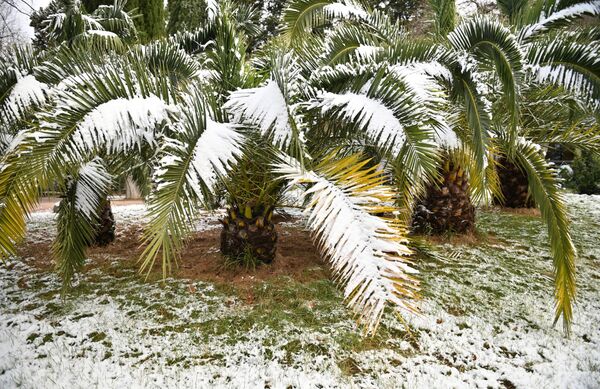 Снег на листьях тропических растений в Сочи. В центре Сочи также прошёл сильный снегопад. - Sputnik Азербайджан
