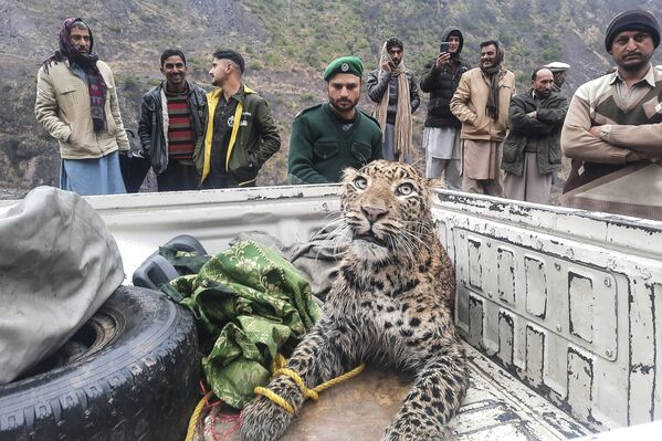 Cпасение и депортация  раненого леопарда в долине Нилум, Пакистан. - Sputnik Азербайджан
