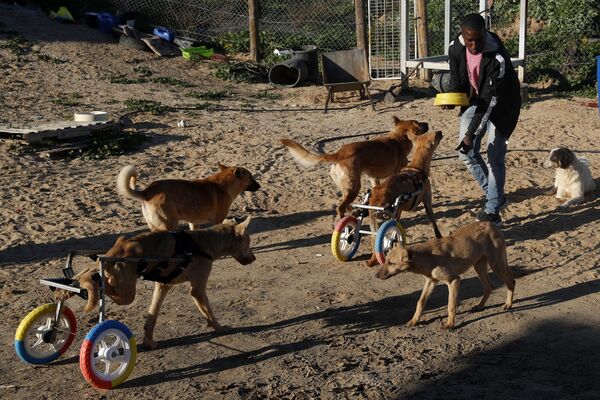 Смотритель Саид Аль-Аер кормит животных, в том числе с парализованными конечностями, в приюте для собак в городе Газа - Sputnik Азербайджан