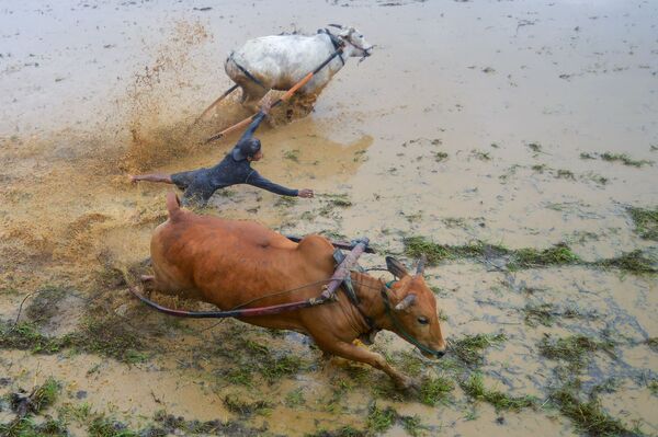 Жокей принимает участие в Паку Джави, традиционных коровьих бегах на рисовом поле, Западная Суматра, Индонезия - Sputnik Азербайджан
