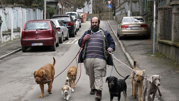Мужчина гуляет с собаками в Белграде, Сербия - Sputnik Азербайджан