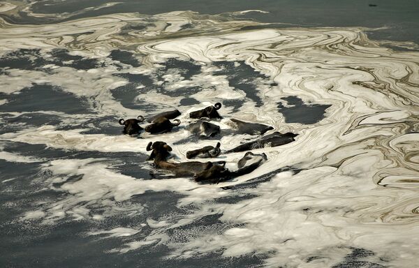 Крупный рогатый скот пересекает загрязненные воды реки Сабармати на окраине Ахмадабада, Гуджарат, Индия. - Sputnik Азербайджан