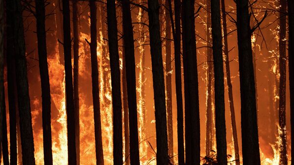 Лесной пожар, фото из архива - Sputnik Azərbaycan