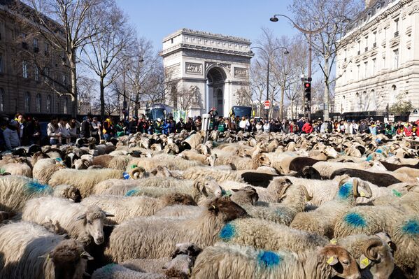 Прохожие смотрят на овец, идущих во время отгонного скотоводства возле Триумфальной арки в Париже. - Sputnik Азербайджан