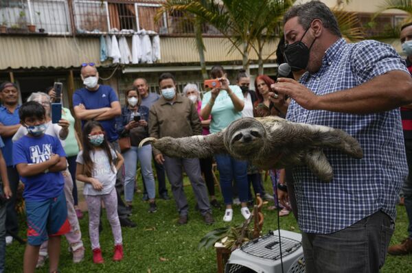 Хуан Карлос Родригес с ленивцем Чуви в Сан-Антонио, Венесуэла. - Sputnik Азербайджан