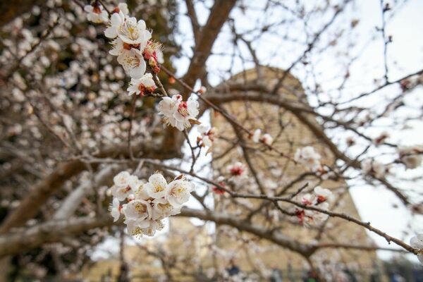 Возле символа Баку - Девичьей башни - уже распустились первые цветы. - Sputnik Азербайджан