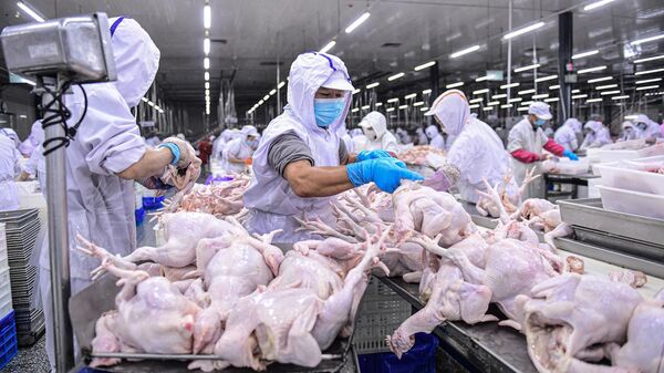 Рабочие птицефабрики сортируют курятину. фото из архива - Sputnik Азербайджан