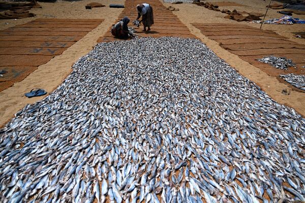 Рабочие обрабатывают соленую рыбу в рыбной гавани в Негомбо, Шри-Ланка. - Sputnik Азербайджан
