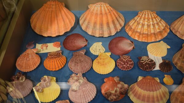 Морские раковины из коллекции Камандара Насибова - Sputnik Азербайджан