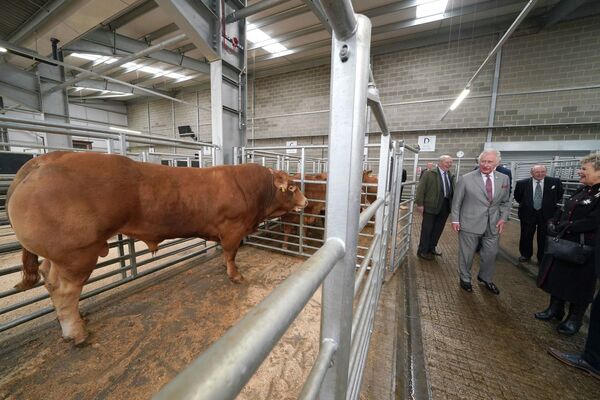 Британский принц Чарльз рассматривает домашний скот, открывая Darlington Farmers Auction Mart в Дарлингтоне, Англия. - Sputnik Азербайджан