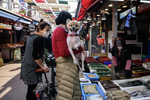 Женщина с собакой у прилавка с морепродуктами на уличном рынке в Сеуле, Южная Корея. - Sputnik Азербайджан