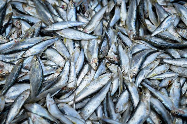 Промысловый отлов рыбы в море вступит в силу лишь 1 мая и продлится вплоть до осени. - Sputnik Азербайджан