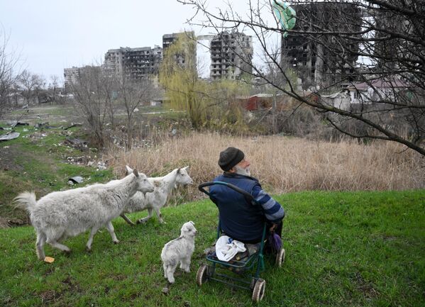 Местный житель пасет коз на окраине Левобережного района Мариуполя - Sputnik Азербайджан