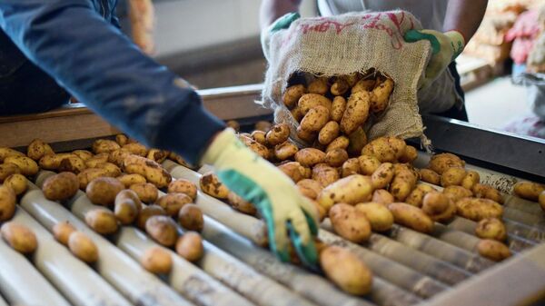 Урожай картофеля, фото из архива - Sputnik Azərbaycan
