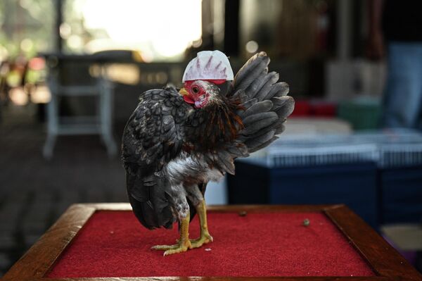 Цыпленок серама перед конкурсом красоты в Кампунг Дженджаром, Малайзия. - Sputnik Азербайджан