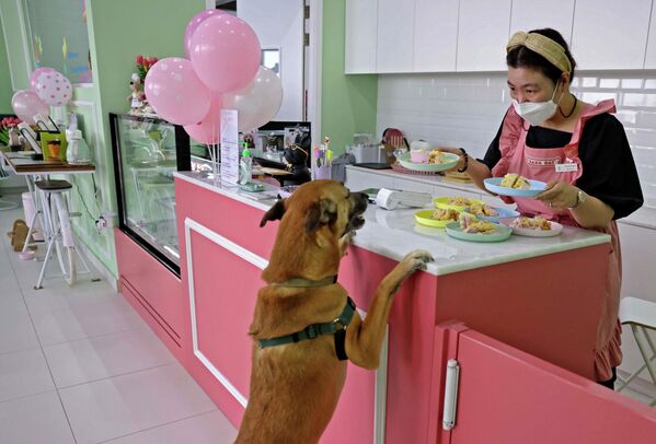 Владелица Happy Bark Day, первого кафе для собак в Дубае, обслуживает одного из своих клиентов. - Sputnik Азербайджан