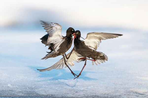Снимок Fight норвежского фотографа Erlend Haarberg, ставший финалистом в категории Bird Behaviour фотоконкурса Bird Photographer of the Year 2022. - Sputnik Азербайджан