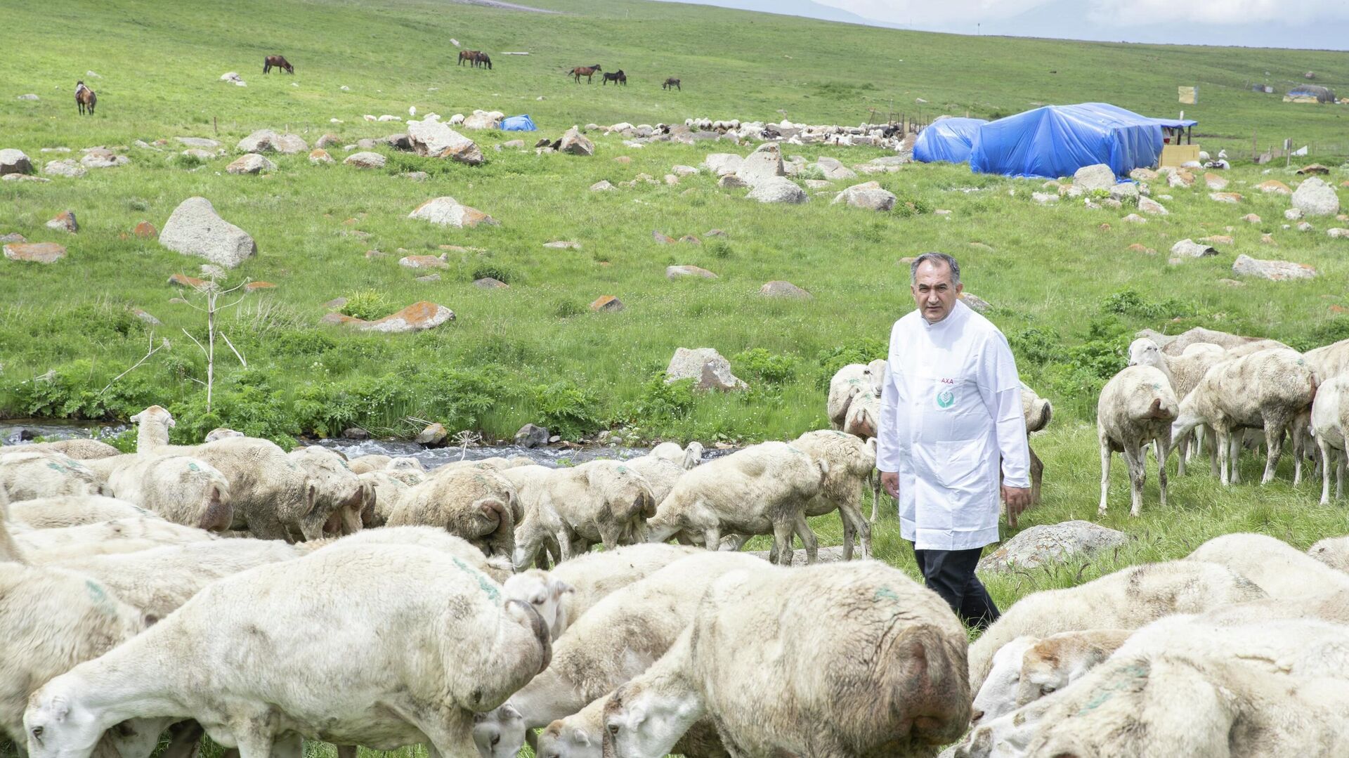 Мониторинг овцеводческих хозяйств, перегоняемых на пастбища в Кельбаджар и Лачин - Sputnik Азербайджан, 1920, 28.06.2022
