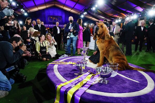 Победитель на выставке собак Вестминстерского клуба собаководства в Тэрритауне, штат Нью-Йорк, США. - Sputnik Азербайджан
