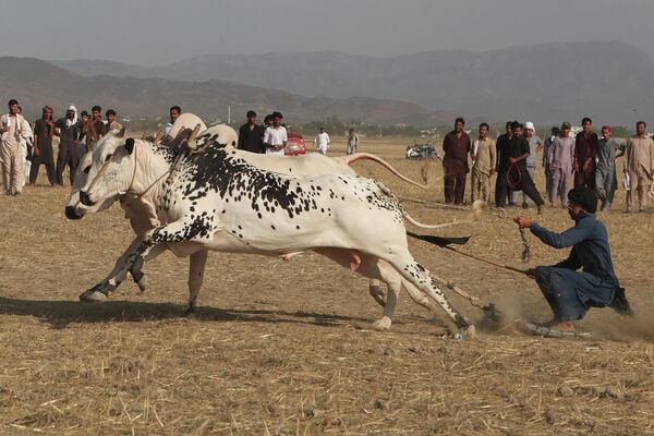 Пакистанец во время гонки на волах. - Sputnik Азербайджан