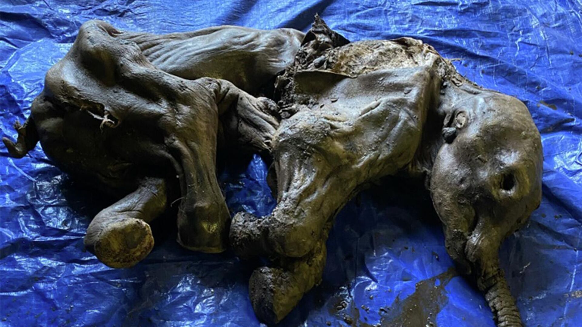 Kanadada mükəmməl şəkildə qorunub saxlanılan mamont mumiyası - Sputnik Azərbaycan, 1920, 29.06.2022