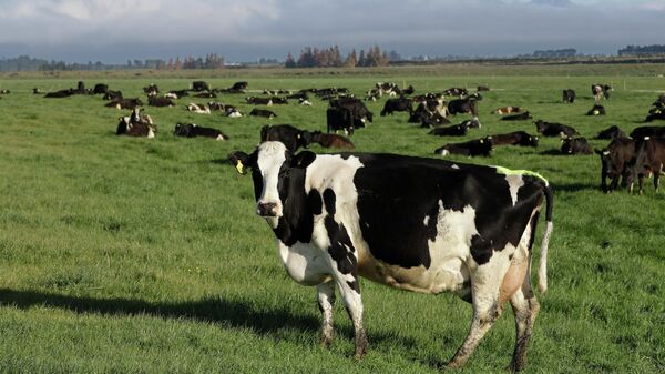 Коровы на лугу, фото из архива - Sputnik Азербайджан