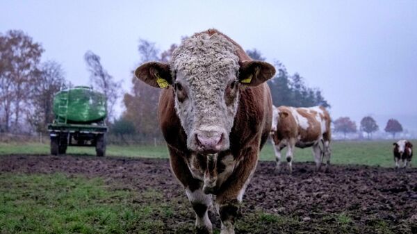 Коровы на лугу, фото из архива - Sputnik Азербайджан