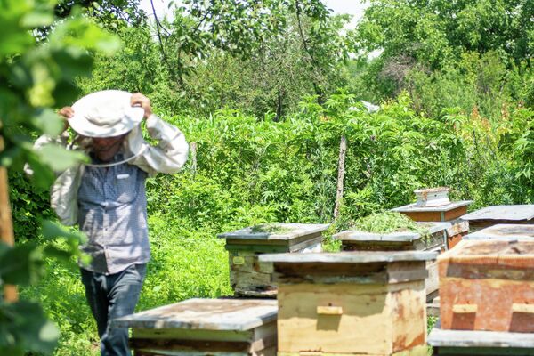 Пчелиное хозяйство жителя села Орта Салахлы Газахского района Исмаила Омарова - Sputnik Азербайджан