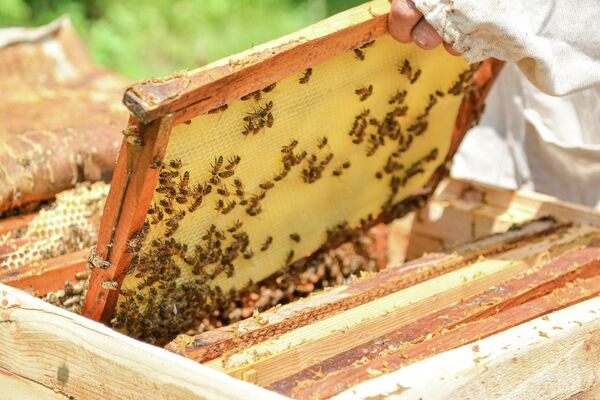 Пчелиное хозяйство жителя села Орта Салахлы Газахского района Исмаила Омарова - Sputnik Азербайджан