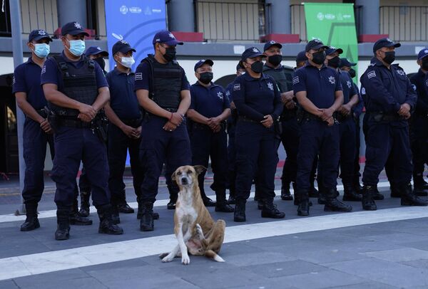 Уличная собака перед кордоном полиции в Исукар-де-Матаморос, Мексика. - Sputnik Азербайджан