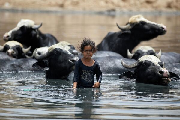Молодая иракская пастушка купает буйволов в водах реки Дияла к востоку от Багдада, Ирак. - Sputnik Азербайджан
