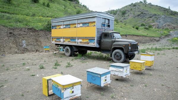 Переселение пчеловодческих хозяйств в Карабах - Sputnik Азербайджан