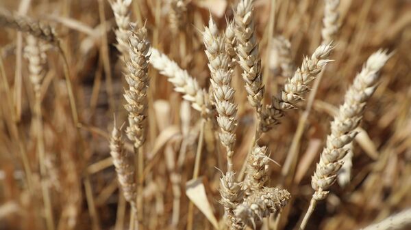 Пшеница, фото из архива - Sputnik Азербайджан
