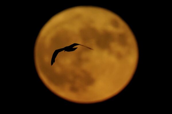 Птица пролетает перед полной луной в Милуоки, США, 13 июля 2022 года. - Sputnik Азербайджан