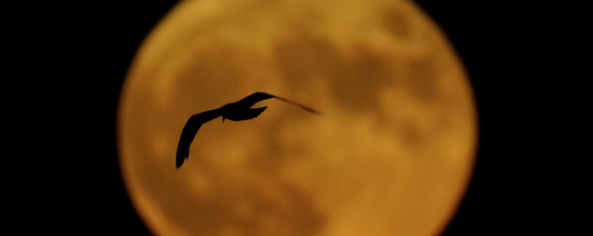 Птица пролетает перед полной луной в Милуоки, США, 13 июля 2022 года. - Sputnik Азербайджан, 1920, 30.08.2023