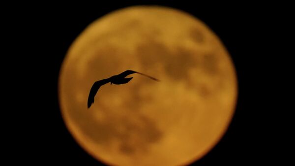 Птица пролетает перед полной луной в Милуоки, США, 13 июля 2022 года. - Sputnik Азербайджан