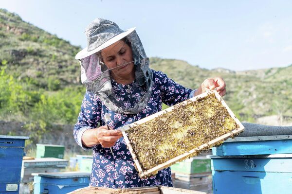 Пчеловодческое хозяйство в Лачине - Sputnik Азербайджан
