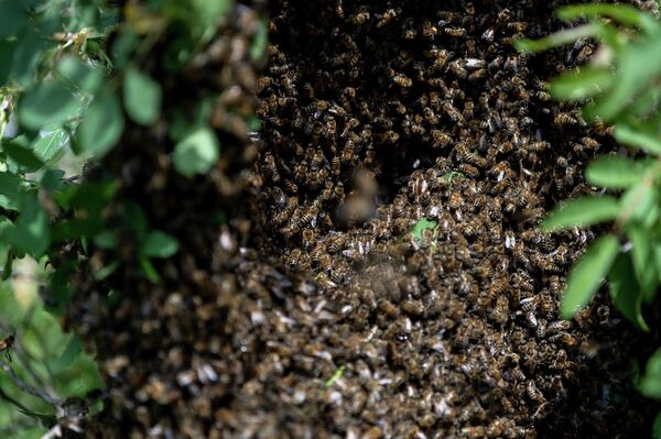 Пчеловодческое хозяйство в Лачине - Sputnik Азербайджан