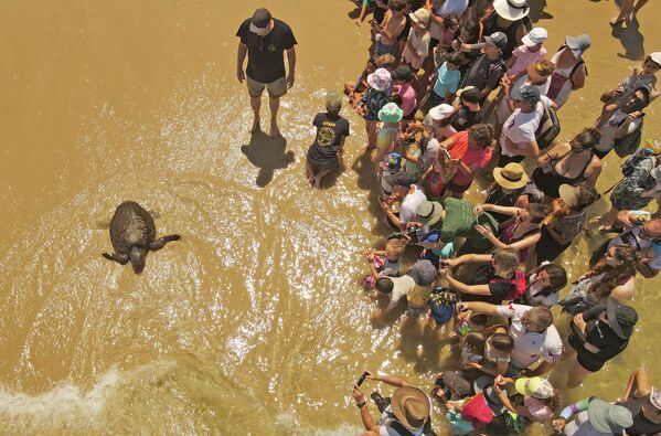 Люди наблюдают за морской черепахой, которую лечили от травм ветеринары из Национального центра спасения морских черепах, побережье Бейт-Янаи, Израиль. - Sputnik Азербайджан
