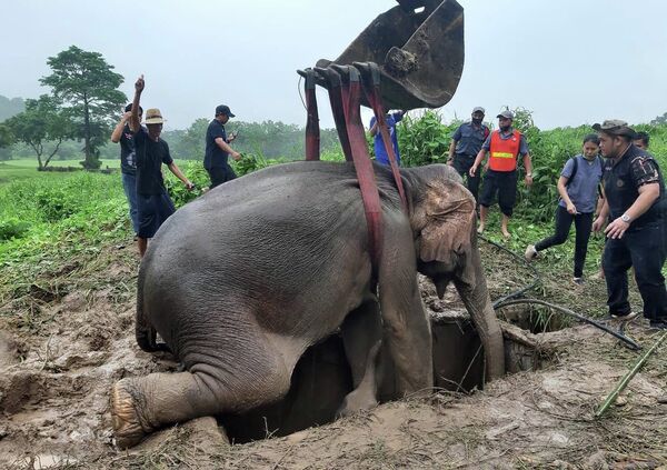 Спасательная операция по извлечению слоненка, упавшего в яму, в провинция Накхоннайок в центральном Таиланде. - Sputnik Азербайджан