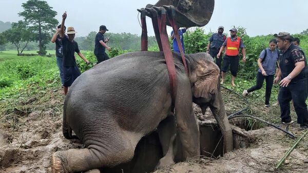 Спасательная операция по извлечению слоненка, упавшего в яму, в провинция Накхоннайок в центральном Таиланде - Sputnik Азербайджан