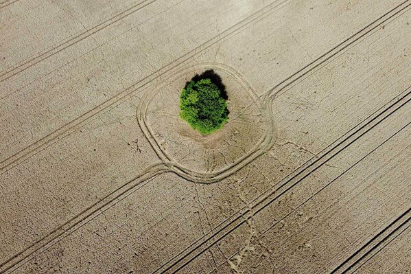 Дерево в окружении кукурузного поля недалеко от Вернигероде, Германия. - Sputnik Азербайджан