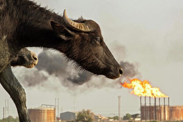 Водяной буйвол напротив нефтяного месторождения Нахр Бин Омар, Ирак. - Sputnik Азербайджан